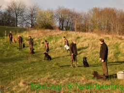 Hundetræning forår 2017